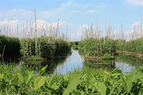 The Floating Gardens of Inle Lake – The Frustrated Gardener