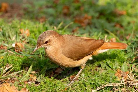 The Rufous Hornero: The National Bird of Argentina - Unianimal