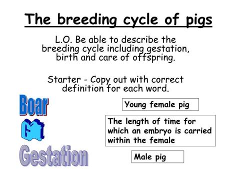 PPT - The breeding cycle of pigs PowerPoint Presentation, free download - ID:3104949