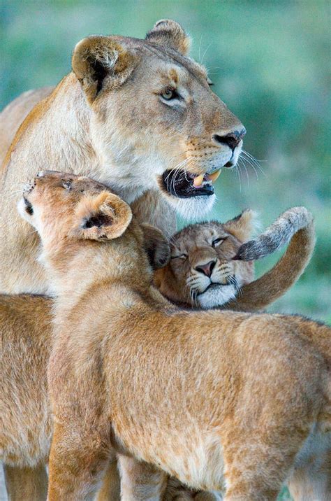 Close-up Of A Lioness And Her Two Cubs Photograph by Panoramic Images ...