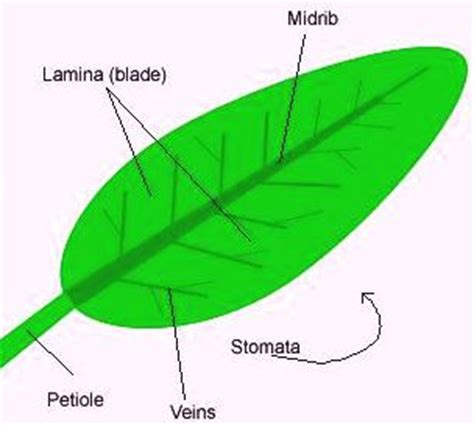 Biology – Leaf | askIITians