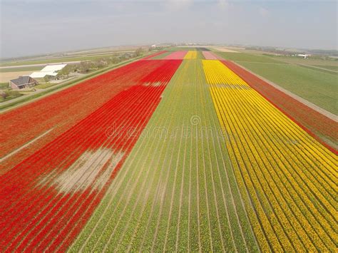 Aerial View on Tulip Fields in Holland Stock Photo - Image of flower ...