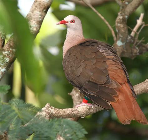 Pink pigeon recovery program | ZSL