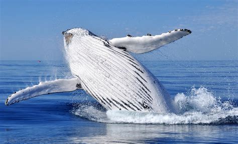 Whale Watching Shore Excursion in Samana