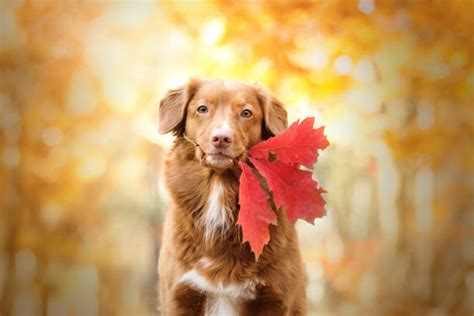 11,600+ Dog Autumn Leaves Stock Photos, Pictures & Royalty-Free Images - iStock