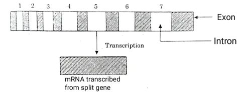 Organization of Genes - Fine structure & Types ~ Biotechfront