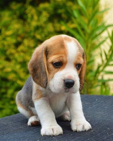 Brown and White puppy | Beagle puppy, Very cute dogs, Cute beagles