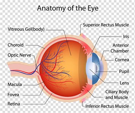 Human Eye Diagram Retina Anatomy Png Clipart Anatomy Blind Spot | The ...