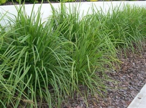 Lomandra longifolia - Hello Hello Plants