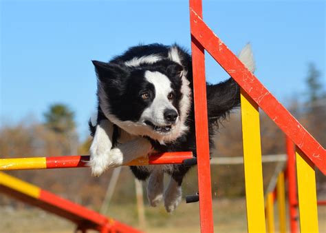 Epic - Border Collie Agility by Metal-Pooky on DeviantArt