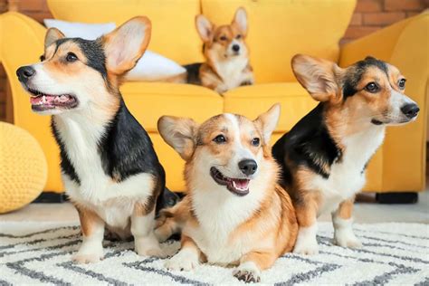 10 Best Corgi Rescues for Adoption (2024): Our Top 10 Picks!