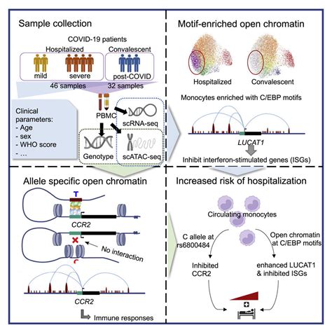 Researchers analyze genetic and epigenetic regulators to understand severity discrepancies in ...