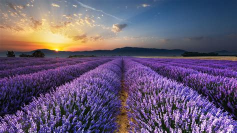 34 Lavender Fields In France Wallpapers - WallpaperBoat