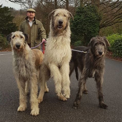 People Are Sharing Funny Photos Of How Big Their Irish Wolfhounds Are