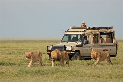 2 Days Serengeti National Park Safari | Tanzania Wildlife Safari Tour.