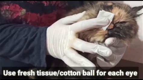 HOME REMEDY FOR CAT'S EYE INFECTION - YouTube