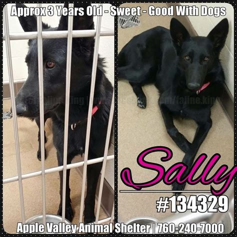 Apple Valley Animal Shelter, CA. Sally # 134329. Sally was found as a ...