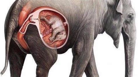 Pregnant Elephant Giving Birth