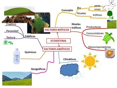 Mapa Mental De Los Factores Bioticos Y Abioticos Mariela Carpio Porn ...