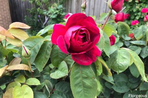 Rose Bush Care: A Complete Guide to Growing Garden Roses | Florgeous