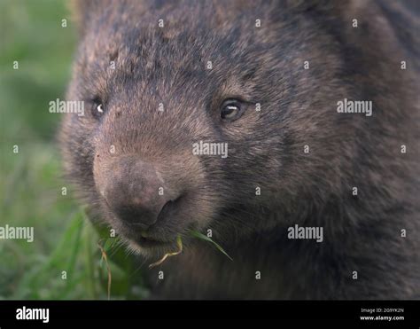 Wombat eating hi-res stock photography and images - Alamy