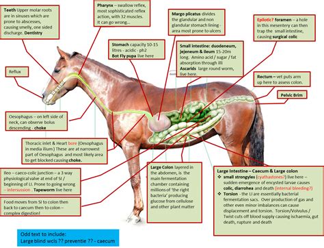 digestive-system-disorders – Vet Care Horse