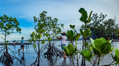 Mangrove restoration work with communities - Oceanus Conservation