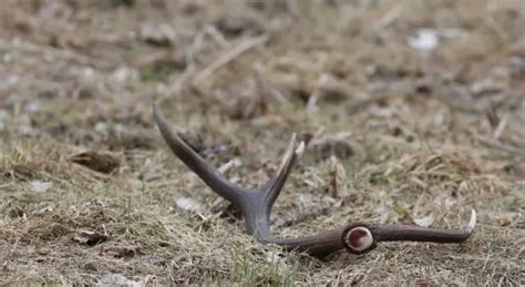 Shed Antlers (when to look, how to find them quickly) - World Deer