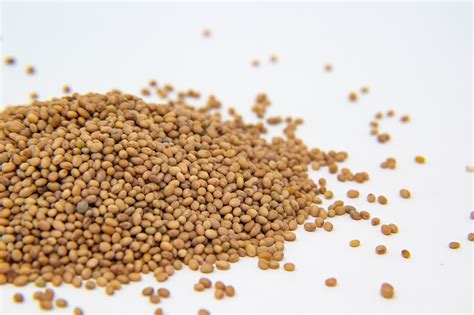 Wholesale Crimson Clover Sprout Seed | Caudill Sprouting