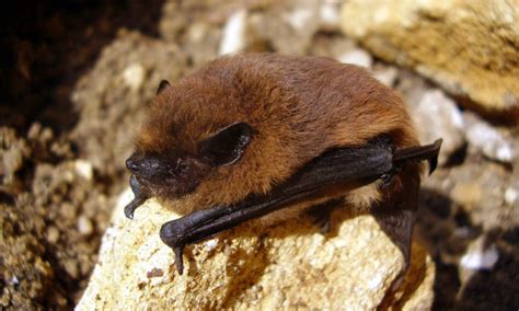 British Bats - Learn about Bats in the UK