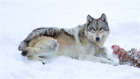 Gray Wolves May Lose Endangered Status and Protections - The New York Times