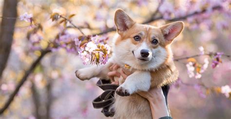 19 Vancouver dogs who love cherry blossom season (PHOTOS) | Curated