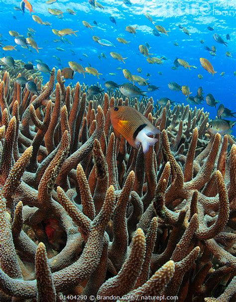 Nature Picture Library Blackbar Damselfish (Plectroglyphidodon dickii) in foreground, and ...