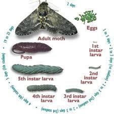 tomato hornworm life cycle - Lavonda Sadler