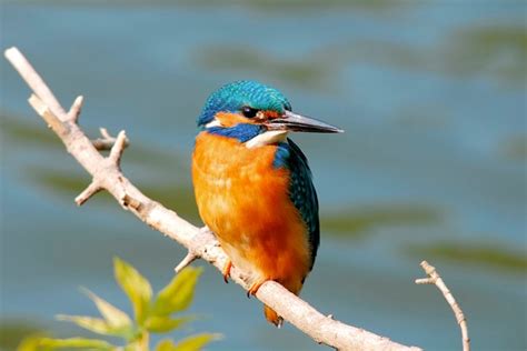 Kingfisher