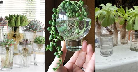 7 Best Succulents to Grow in Water | Balcony Garden Web