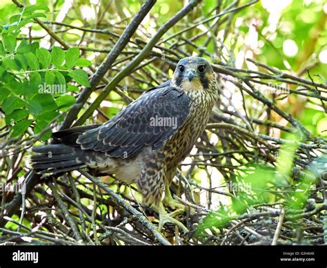 Juvenile Peregrine falcon sitting on branches in its habitat Stock ...