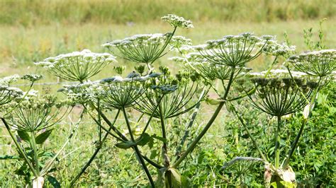 Giant hogweed: how to identify and kill this toxic plant | Gardeningetc