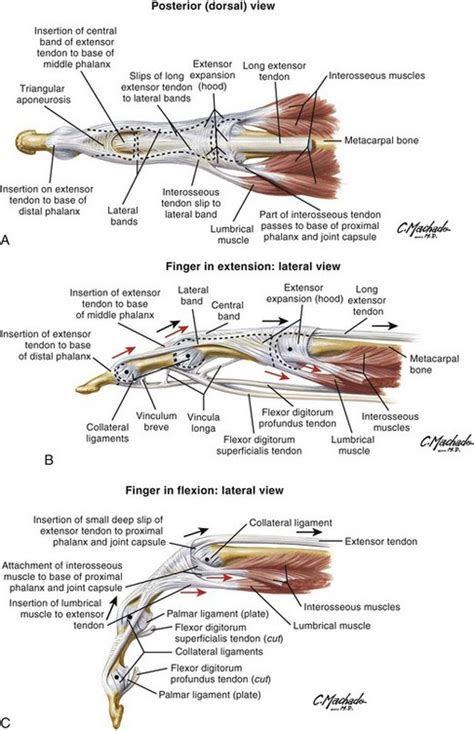 Foot Flexor Tendon Anatomy