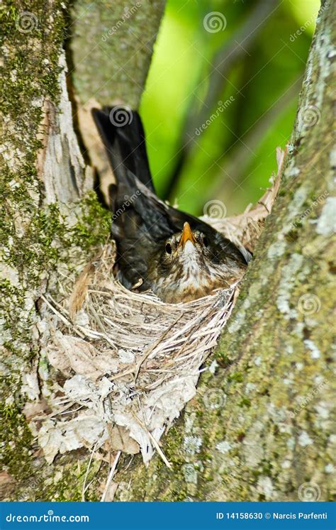 Starling Nesting stock photo. Image of watching, tree - 14158630