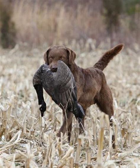 Hunting labrador retriever breeders