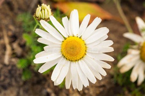 Chamomile flower close up stock image. Image of season - 34477029