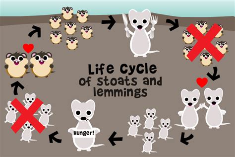 Lemming | Animal facts for kids, Animal facts, Lemming