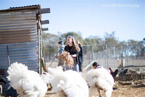 Volunteer at a farm animal sanctuary | Little Oak Animal Sanctuary