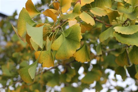 Ginkgo biloba 'Autumn Gold' - Devil Mountain Wholesale Nursery