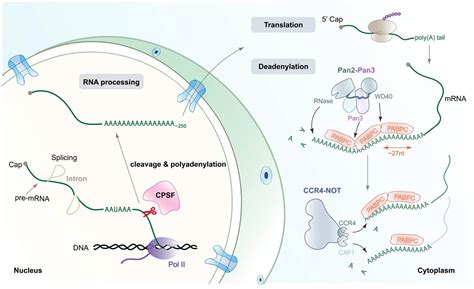 IJMS | Free Full-Text | Molecular Insights into mRNA Polyadenylation and Deadenylation