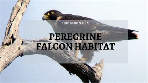 Peregrine Falcon Range, Habitat and Migration - BirdBaron