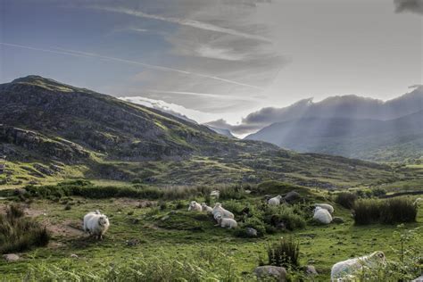 Welsh sheep farms among 'lowest carbon footprints in world' says ...