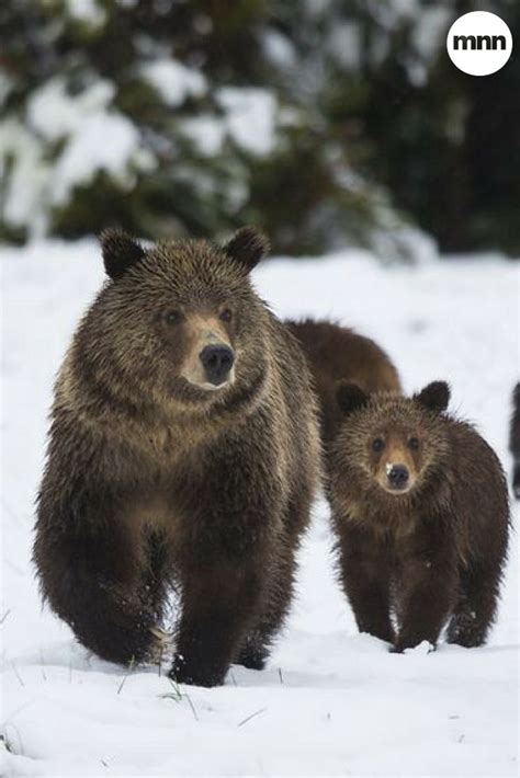 three brown bears are walking in the snow