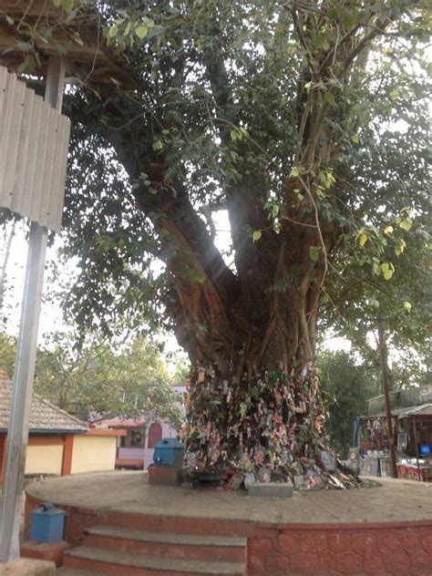 Chottanikkara Temple, Cochin - Jothishi